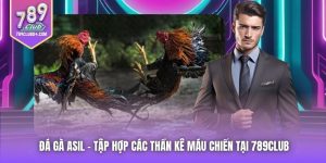 Đá Gà Asil - Tập Hợp Các Thần Kê Máu Chiến Tại 789Club