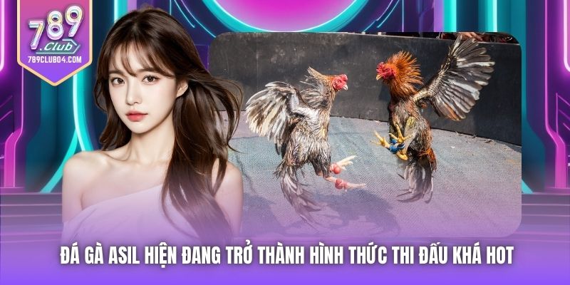 Đá gà Asil hiện đang trở thành hình thức thi đấu khá hot