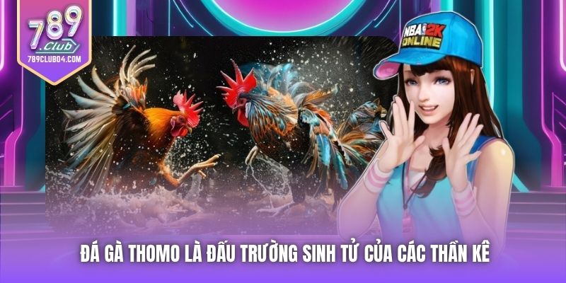 Đá gà Thomo là đấu trường sinh tử của các thần kê