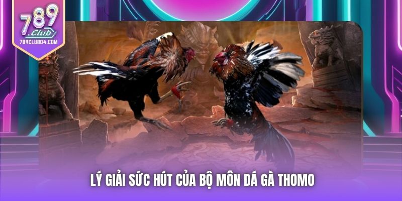 Lý giải sức hút của bộ môn đá gà Thomo