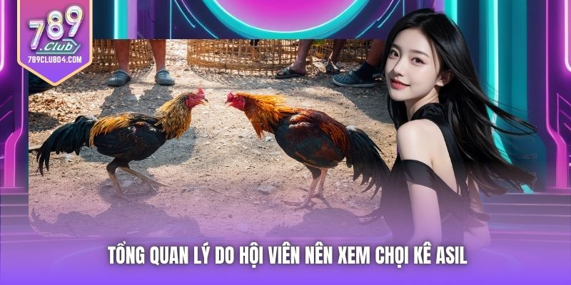 Tổng quan lý do hội viên nên xem chọi kê Asil